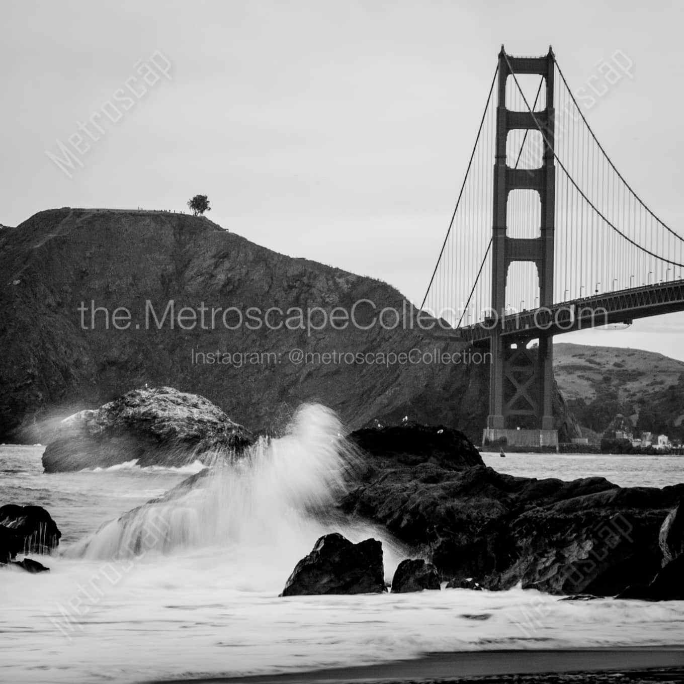Lone Tree Overlooks Golden Gate Bridge black and white: Square crop